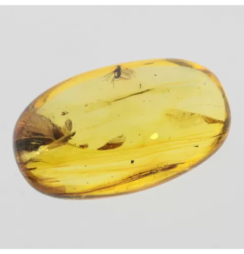 Insect inclusions in Baltic amber fossil big stone