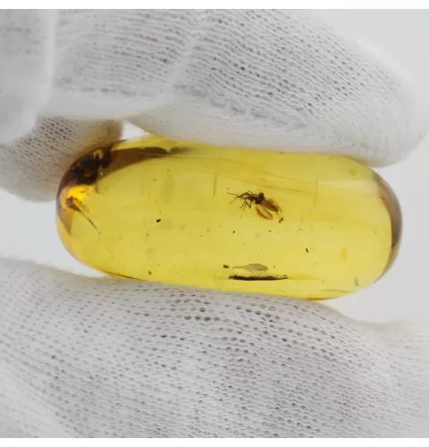 Insect inclusions in Baltic amber fossil big stone