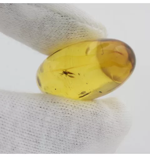 Insect inclusions in Baltic amber fossil big stone