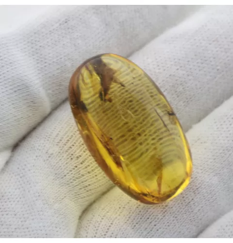 Insect inclusions in Baltic amber fossil big stone