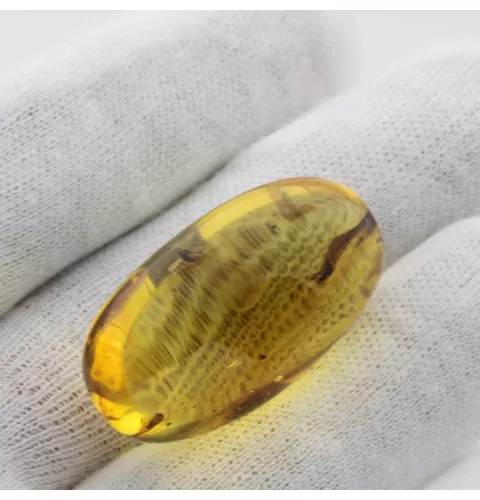 Insect inclusions in Baltic amber fossil big stone