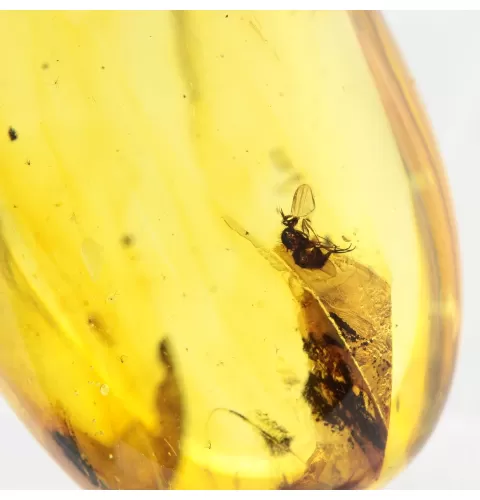 Insect inclusions in Baltic amber fossil big stone