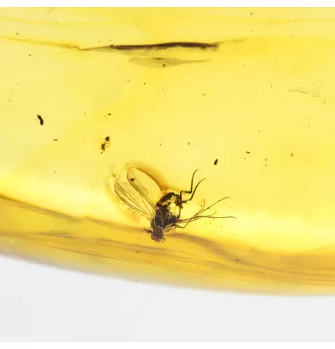 Insect inclusions in Baltic amber fossil big stone