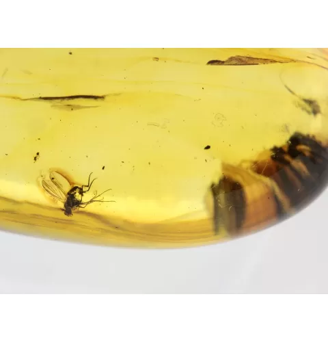 Insect inclusions in Baltic amber fossil big stone