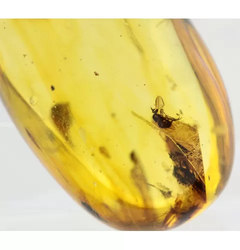 Insect inclusions in Baltic amber fossil big stone