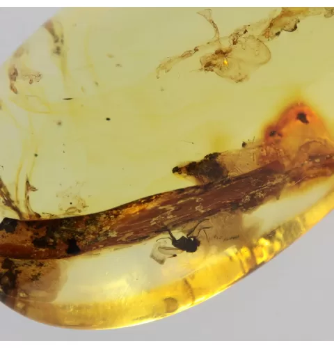 Insect inclusions in Baltic amber fossil big stone