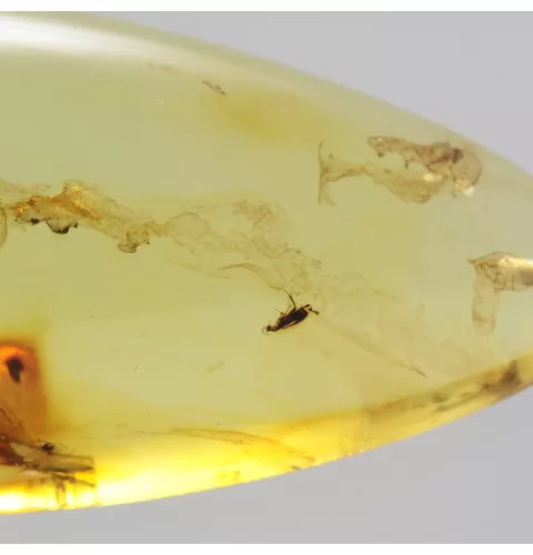 Insect inclusions in Baltic amber fossil big stone