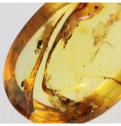 Insect inclusions in Baltic amber fossil big stone