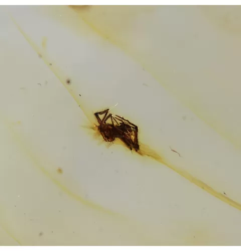 Insect inclusions in Baltic amber fossil big stone