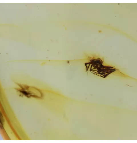 Insect inclusions in Baltic amber fossil big stone