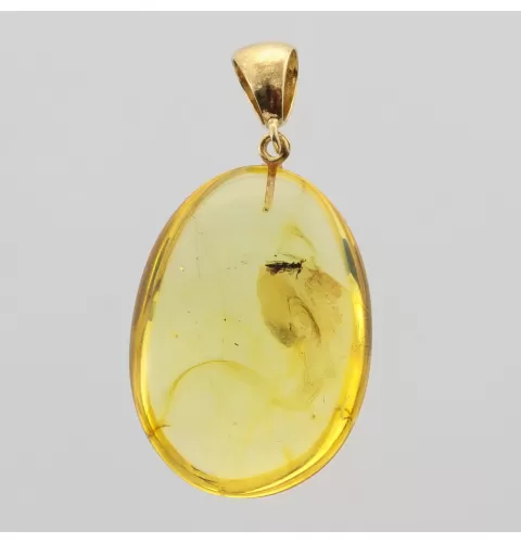 Insect inclusion in Baltic amber fossil big stone