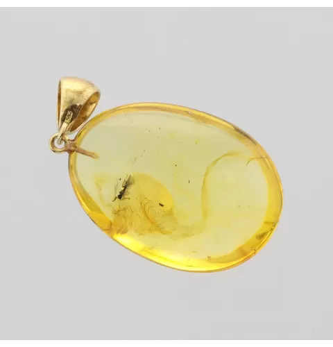 Insect inclusion in Baltic amber fossil big stone