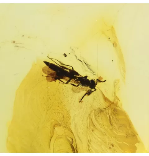 Insect inclusion in Baltic amber fossil big stone