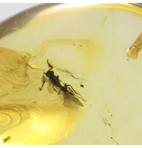 Insect inclusion in Baltic amber fossil big stone