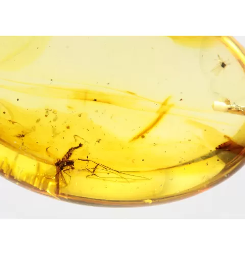 Gnat Insect inclusion in Baltic amber fossil big stone