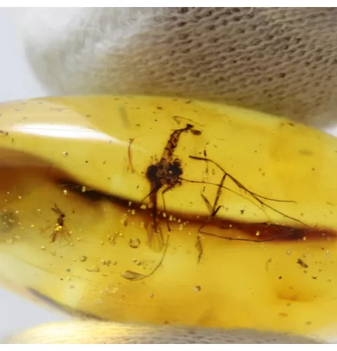 Gnat Insect inclusion in Baltic amber fossil big stone