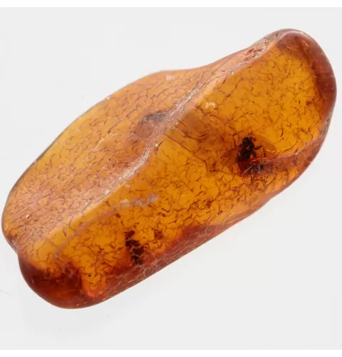 3 Flies inclusions in Baltic amber fossil stone