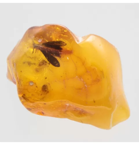 Moth Insect Inclusions in Baltic amber fossil stone