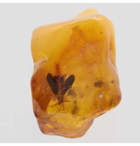 Moth Insect Inclusions in Baltic amber fossil stone