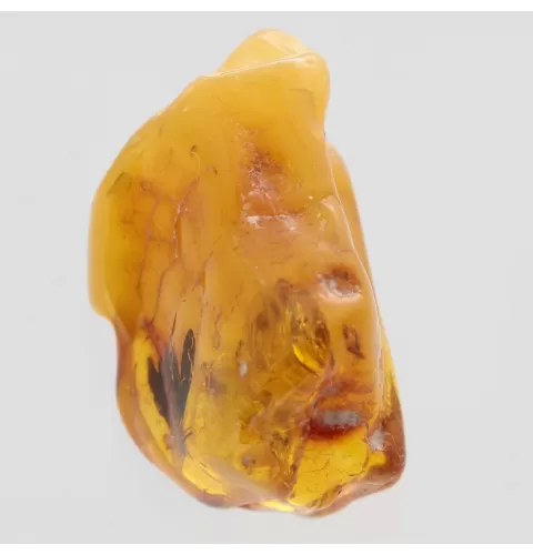 Moth Insect Inclusions in Baltic amber fossil stone