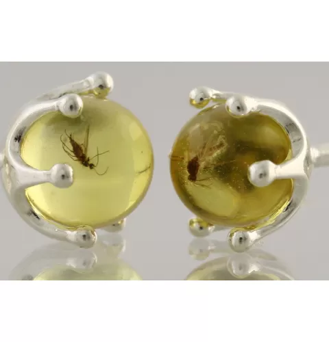 Fossil Studs Baltic amber Silver Earrings
