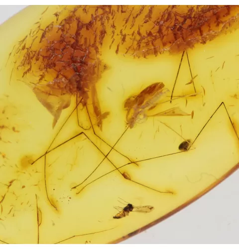 Gnat Insect in Baltic Amber Fossil Specimen
