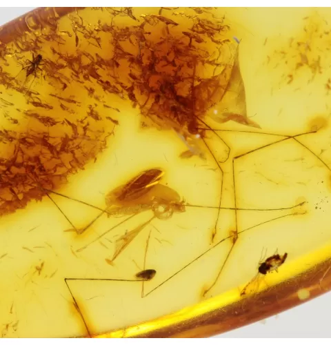 Gnat Insect in Baltic Amber Fossil Specimen