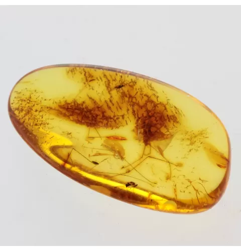 Gnat Insect in Baltic Amber Fossil Specimen