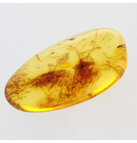 Gnat Insect in Baltic Amber Fossil Specimen