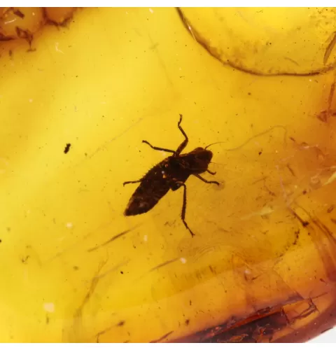 Nymph Insect in Baltic Amber Fossil Specimen