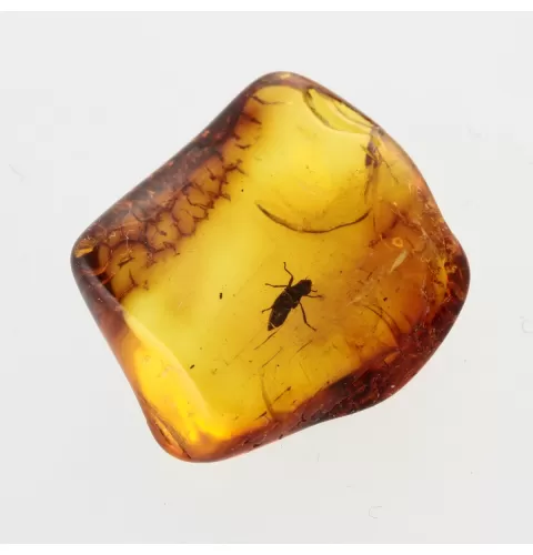 Nymph Insect in Baltic Amber Fossil Specimen
