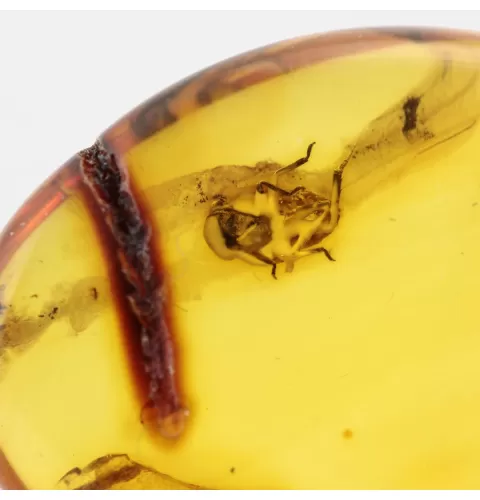 Nymph Insect in Baltic Amber Fossil Specimen