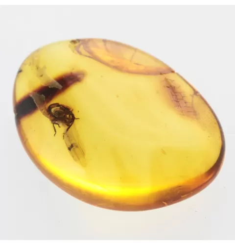 Nymph Insect in Baltic Amber Fossil Specimen