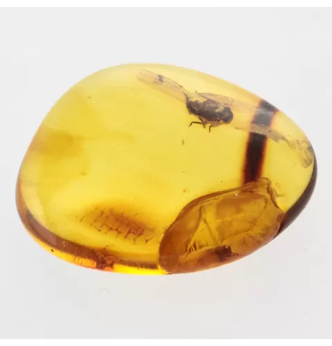 Nymph Insect in Baltic Amber Fossil Specimen