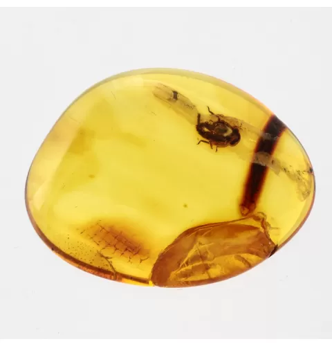Nymph Insect in Baltic Amber Fossil Specimen
