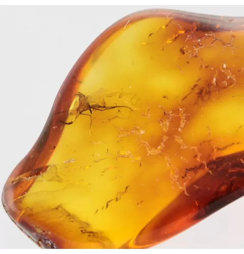 Gnat Insect in Baltic Amber Fossil Specimen