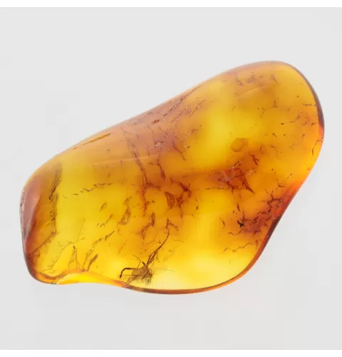 Gnat Insect in Baltic Amber Fossil Specimen