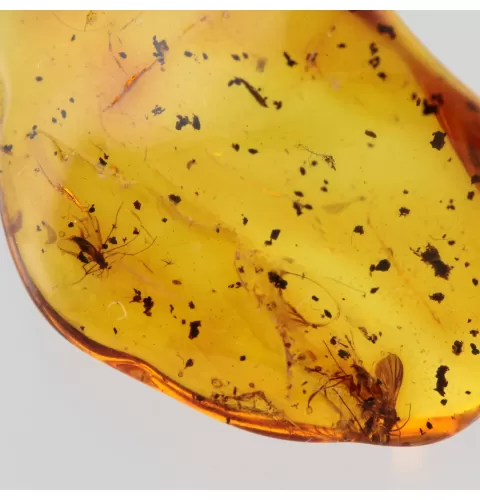 Gnats Insects in Baltic Amber Fossil Specimen
