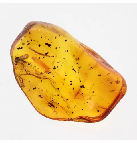 Gnats Insects in Baltic Amber Fossil Specimen