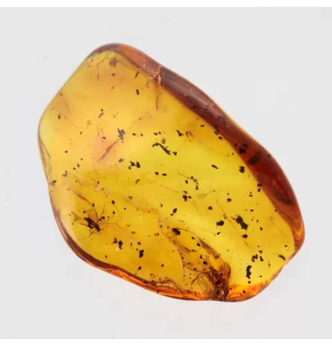 Gnats Insects in Baltic Amber Fossil Specimen