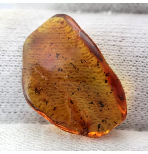 Gnats Insects in Baltic Amber Fossil Specimen