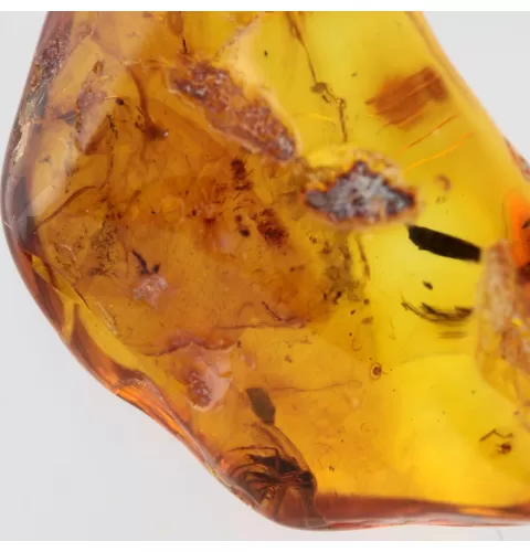 Gnat Insect in Baltic Amber Fossil Specimen