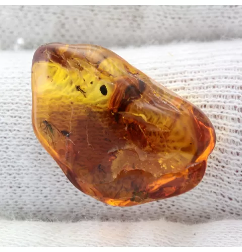 Gnat Insect in Baltic Amber Fossil Specimen