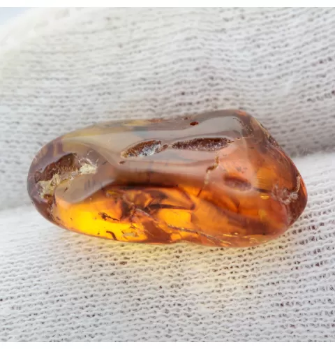 Gnat Insect in Baltic Amber Fossil Specimen