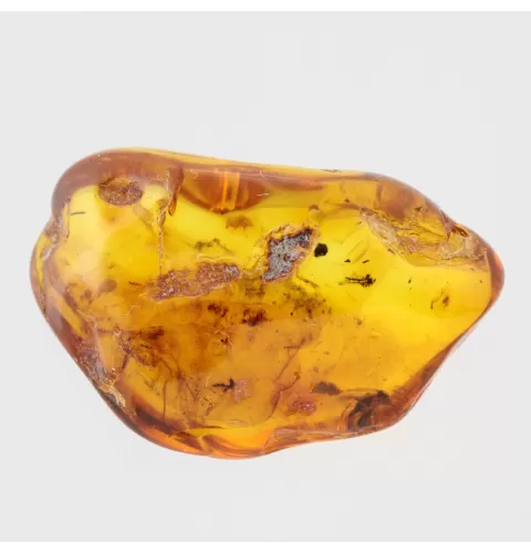 Gnat Insect in Baltic Amber Fossil Specimen