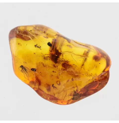 Gnat Insect in Baltic Amber Fossil Specimen