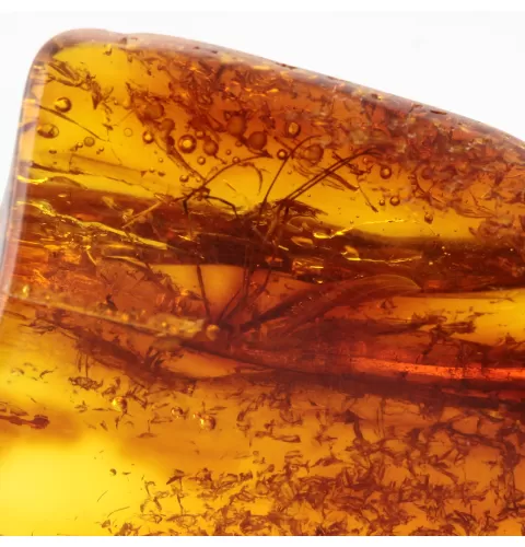 Gnat Insect in Baltic Amber Fossil Specimen