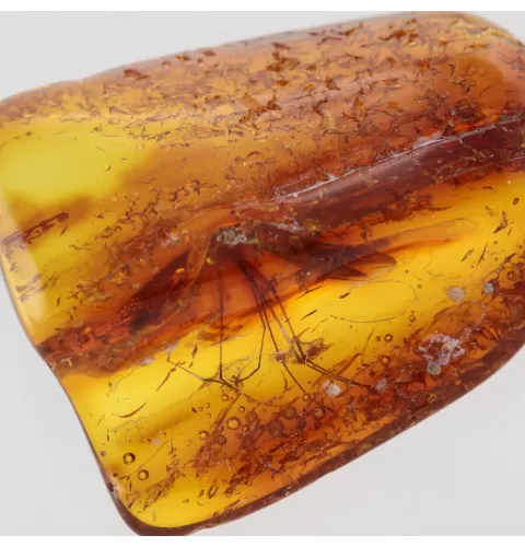 Gnat Insect in Baltic Amber Fossil Specimen