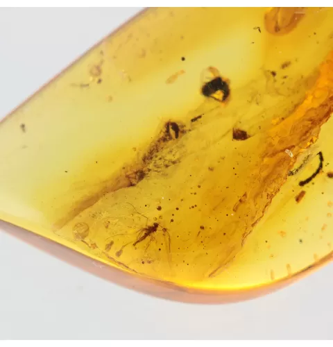Gnat Insect in Baltic Amber Fossil Specimen
