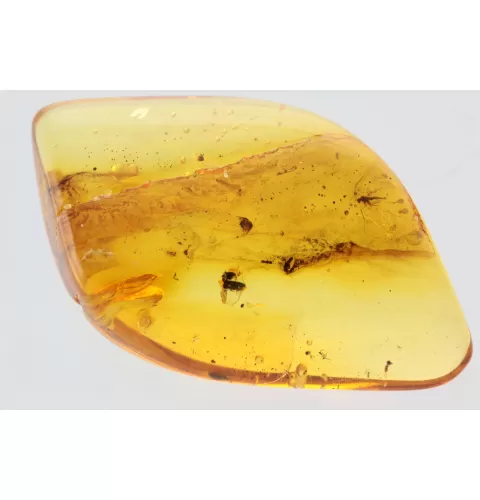 Gnat Insect in Baltic Amber Fossil Specimen